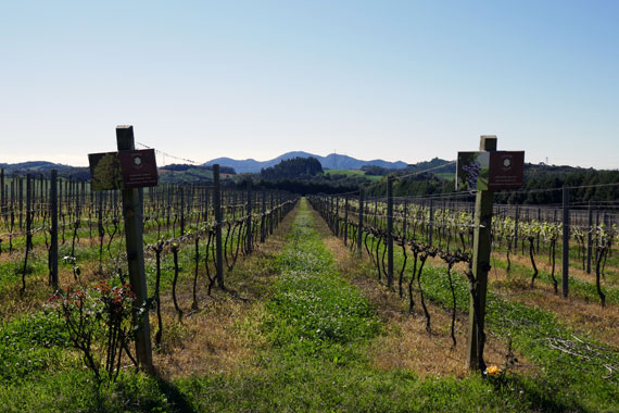 o-que-fazer-campo-largo