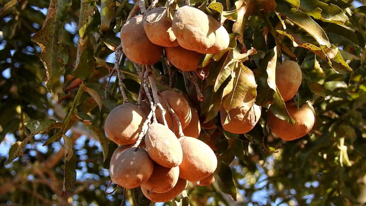 Castanha de baru receitas e benefícios da joia do Cerrado Caixa Colonial