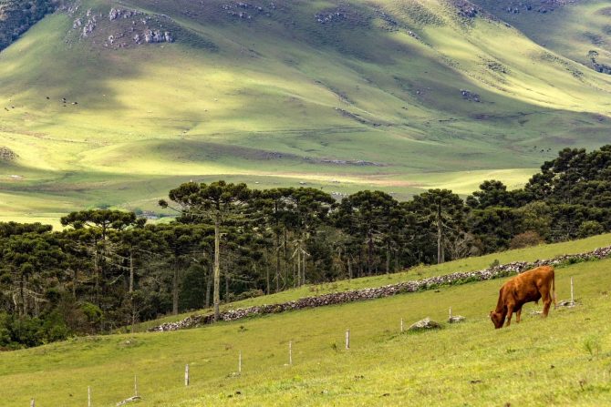 Campos de Cima da Serra - Queijo Serrano