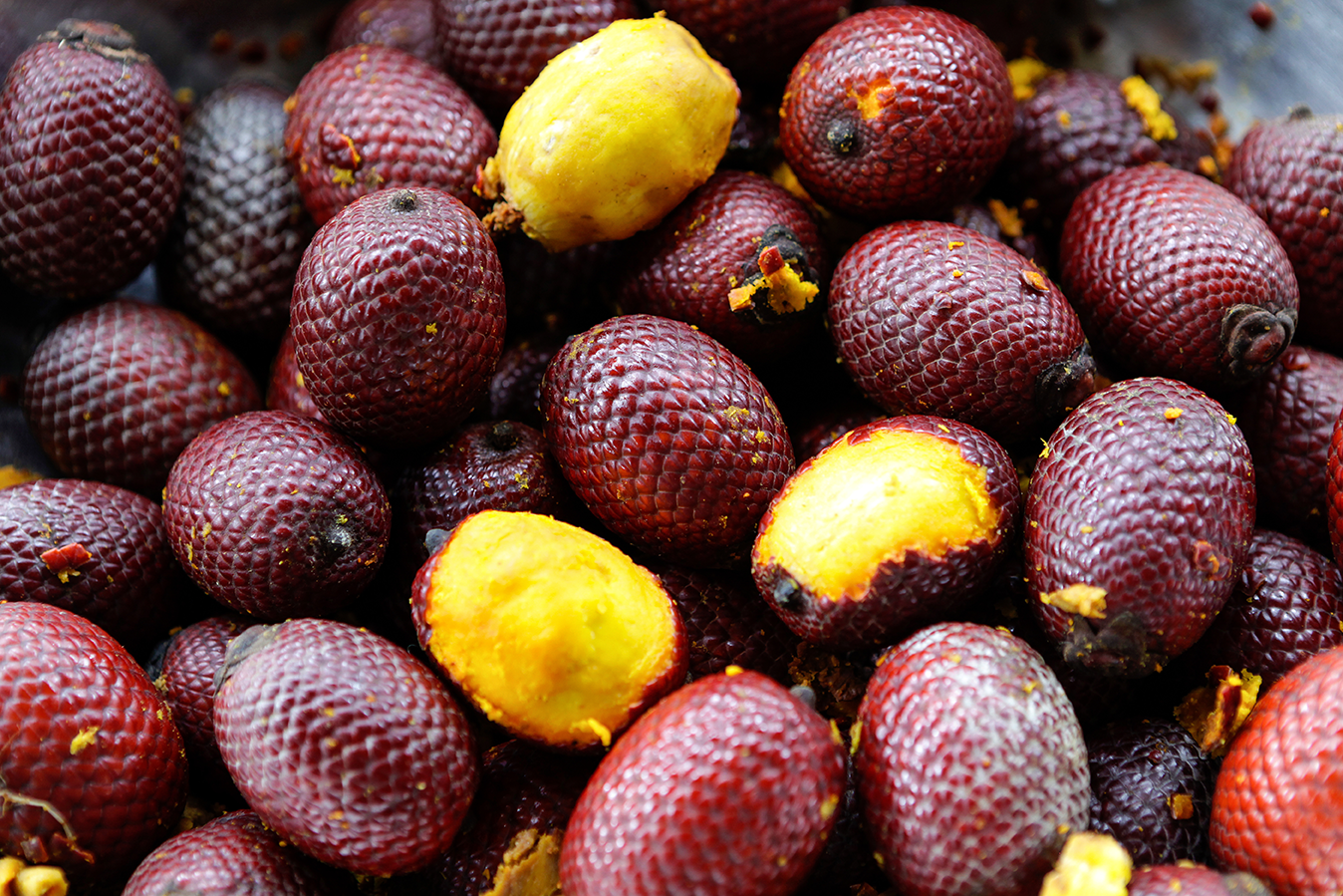 Buriti: um tesouro do Cerrado Brasileiro | Caixa Colonial